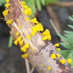 golden Fungus
