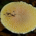 Mushroom - Fly Agaric (Amanita muscaria)