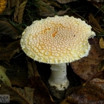 Mushroom - Fly Agaric (Amanita muscaria)