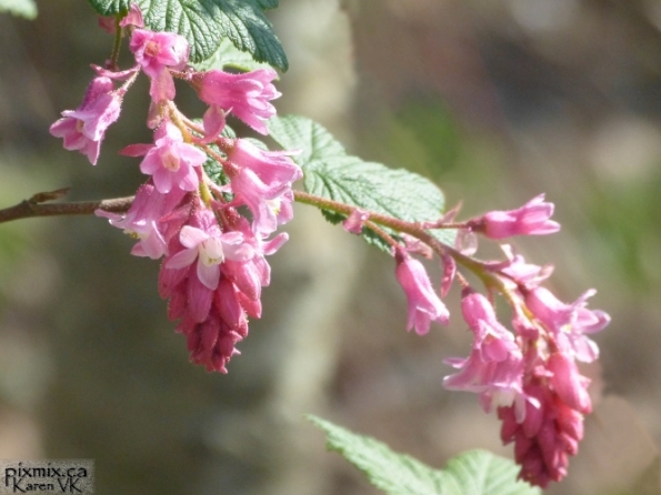 Pink Flowering Currant