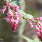 Pink Flowering Currant