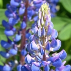 purple lupins