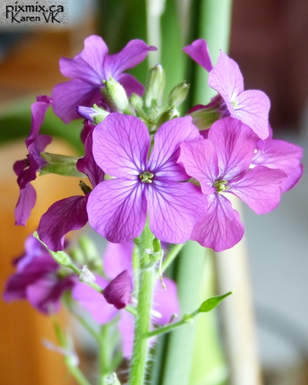 Silver Dollar plant flowers - Lunaria annua (Honesty)
