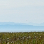 View From Reifel Bird Sanctuary