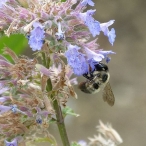 Dropmore Blue - Catmint - & Bumblebee