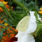 Cabbage White butterfly - female