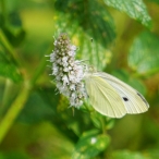 Cabbage White Butterfly @ McGuire Lake Park