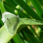 cabbage White Butterfly