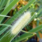 a Yellow Wooly Bear caterpillar