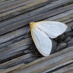 Dogbane Tiger Moth, or Delicate Cycnia