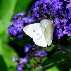 female Cabbage White butterfly on Heliotrope