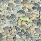 hairless green Caterpillar