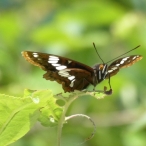 Lourquin's Admiral butterfly