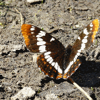 Lourquin's Admiral butterfly flapping - animation