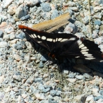 Lourquin's butterfly - wings spread