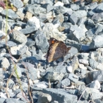 Milbert's Tortoiseshell butterfly - wings closed