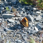 Milbert's Tortoiseshell butterfly - wings open