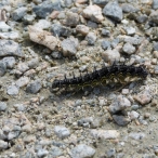 Milbert's Tortoiseshell caterpillar