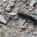 Milbert's Tortoiseshell caterpillar
