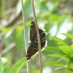 Mourning Cloak butterfly - ventral, or underside