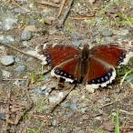 tattered Mourning Cloak butterfly