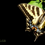 Tiger Swallowtail resting on some leaves