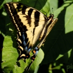 Tiger Swallowtail - slight scar on its wing