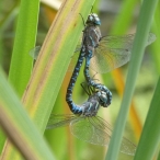 1st Variable Darner (Aeshna interrupta) dragonfly pair - mating
