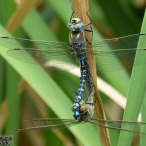 2nd Variable Darner (Aeshna interrupta) dragonfly pair - mating