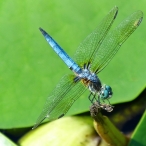 male Blue Dasher (Pachydiplax longipennis)