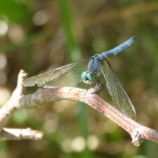 Blue Dasher Skimmer dragonfly