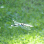 Blue-eyed Darner dragonfly in flight - animated
