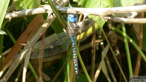 Blue-eyed Darner dragonfly