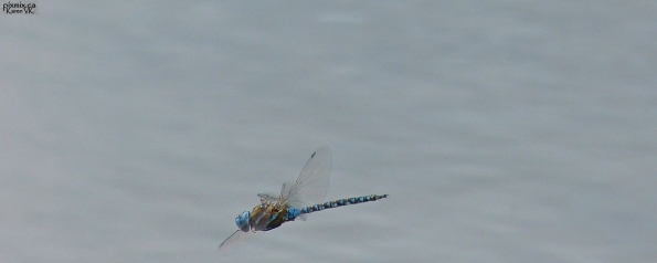 Blue-Eyed Darner dragonfly - male