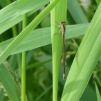 female Pacific Forktail (Ischnura cervula) - a brown damselfly