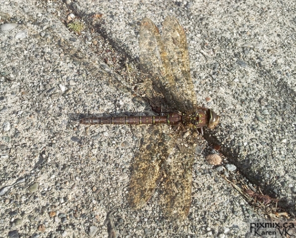 dead female Shadow Darner (Aeshna umbrosa) dragonfly