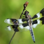 male Eight-spotted Skimmer dragonfly