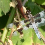 Eight-spotted Skimmer dragonfly - eating dinner