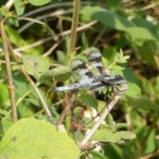 Eight-spotted Skimmer Dragonfly - profile
