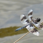 male Eight-Spotted Skimmer dragonfly