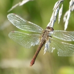 female Autumn Meadowhawk dragonfly (Sympetrum vicinum)
