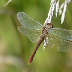 female Autumn Meadowhawk dragonfly (Sympetrum vicinum)