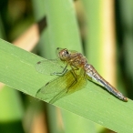 female Band-winged Meadowhawk dragonfly (Sympetrum semicinctum)