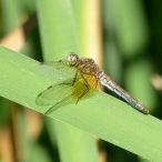 female Band-winged Meadowhawk dragonfly (Sympetrum semicinctum)
