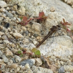 an older female Black Meadowhawk dragonfly