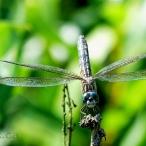female Blue Dasher dragonfly