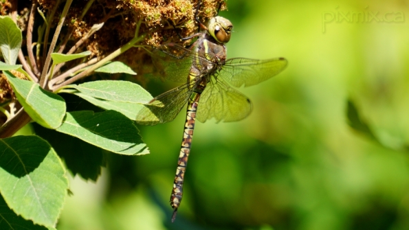 female Blue-eyed Darner dragonfly