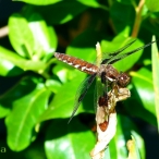 female Common Whitetail dragonfly