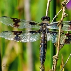 female Eight-spotted Skimmer dragonfly