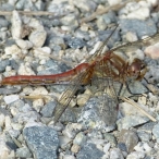 female Striped Meadowhawk dragonfly (Sympetrum pallipes)